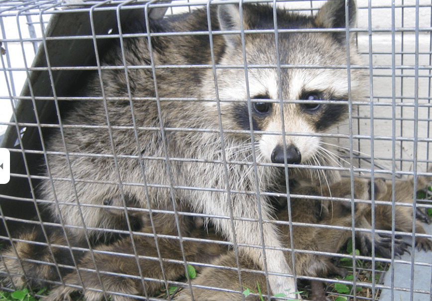 Kia pestcontrol&wildlife removal, photo 4