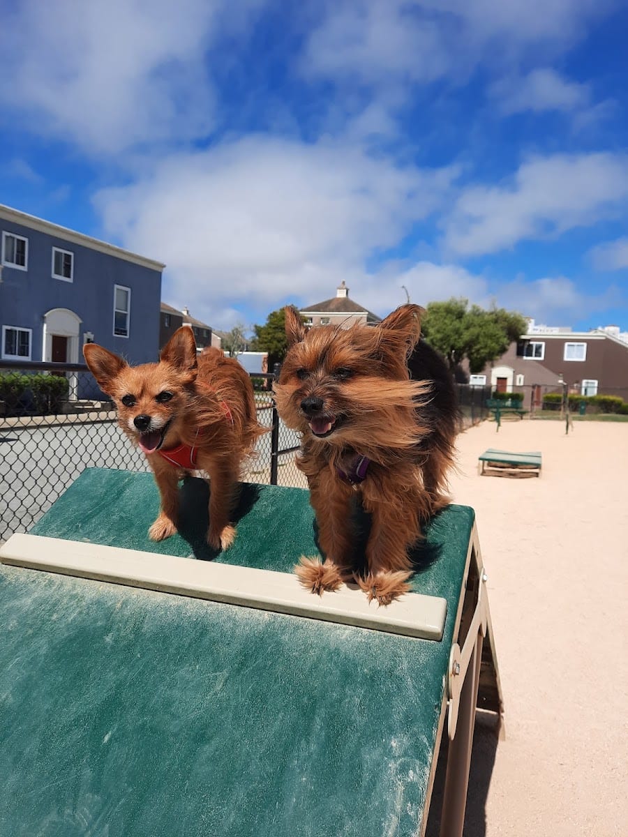 Dog Agility Park, photo 3