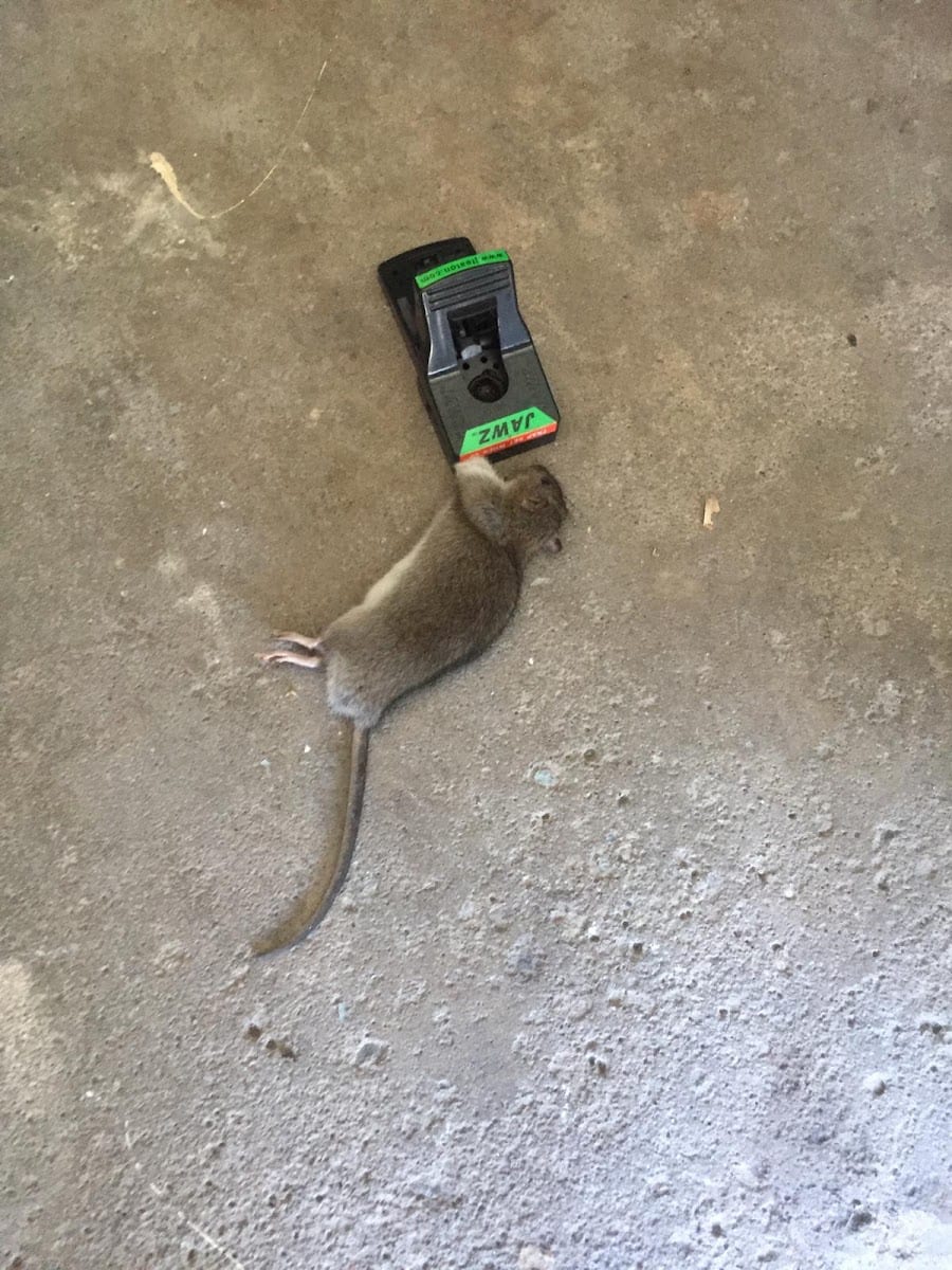 B.B.P.P | Mice Control Service, photo 3