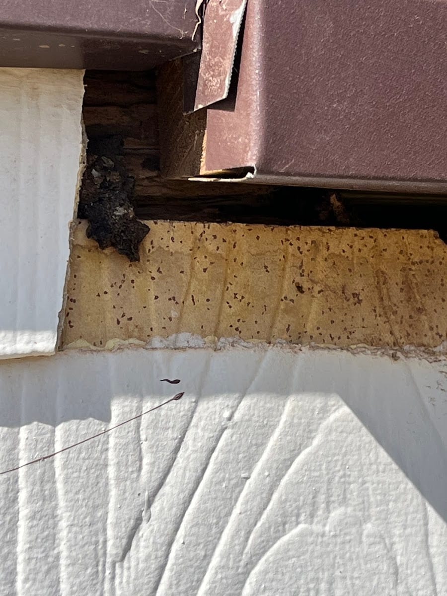 West Texas Exteriors Inc-, photo 4
