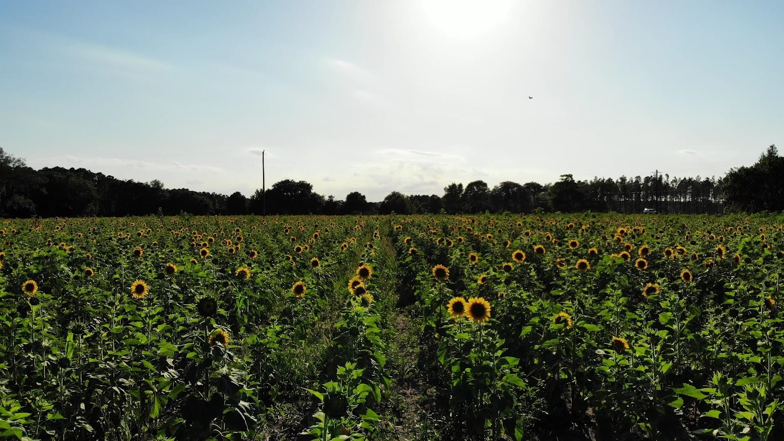 Amazing Grace Farms | Jacksonville Sunflower & Pumpkin Farm, photo 3