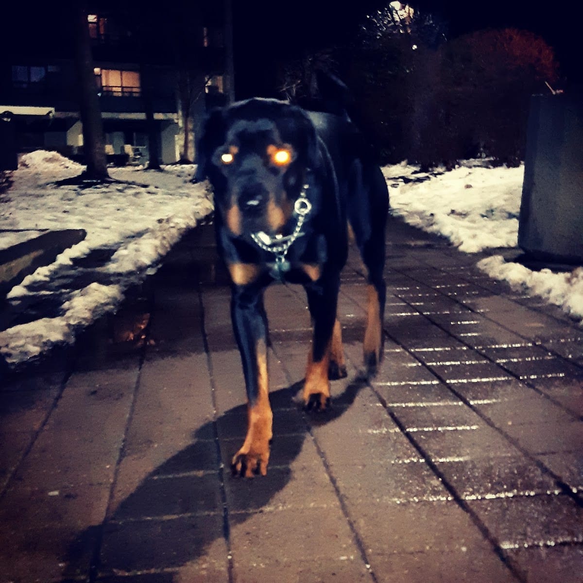 City Town Canine
