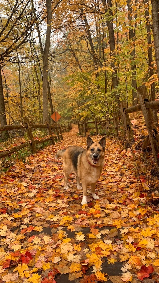 Sunnybrook Dog Park