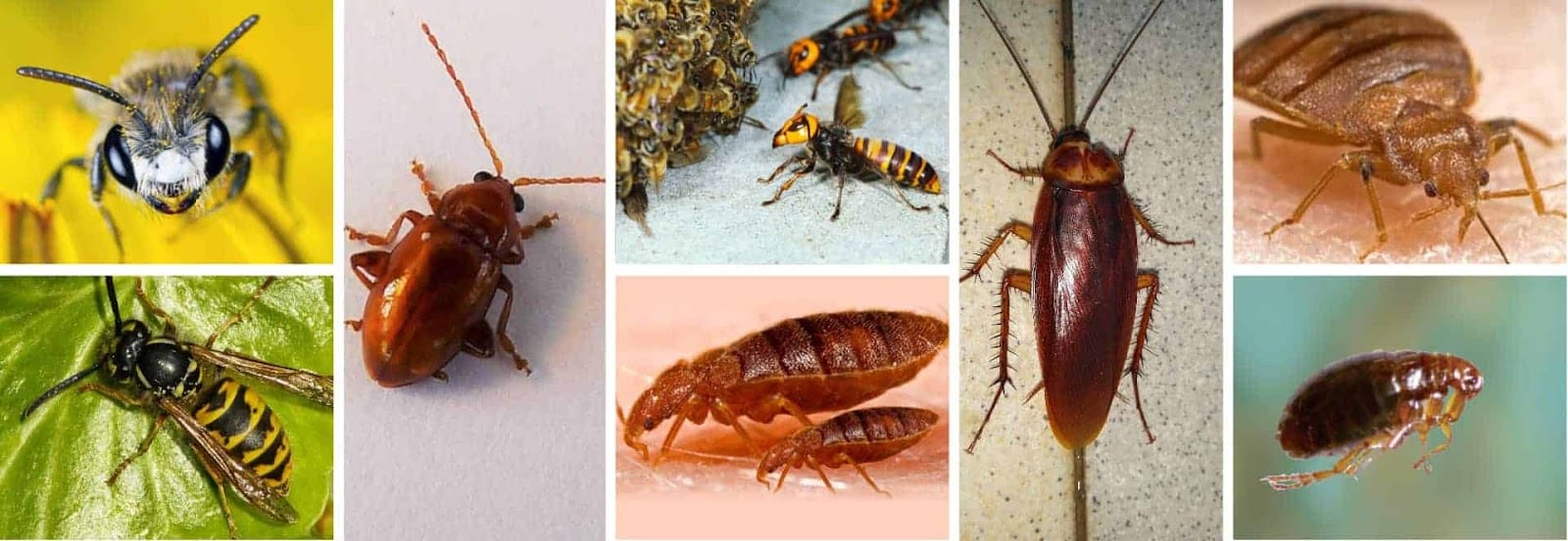 Ultimate Pest Control