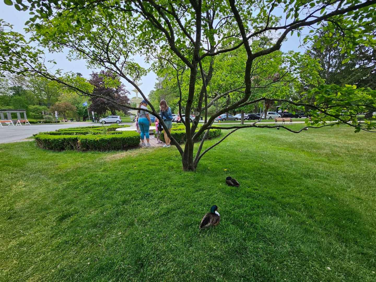 Duck Pond, photo 2