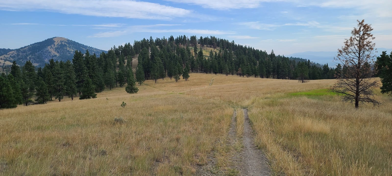 Rodney Street Trails