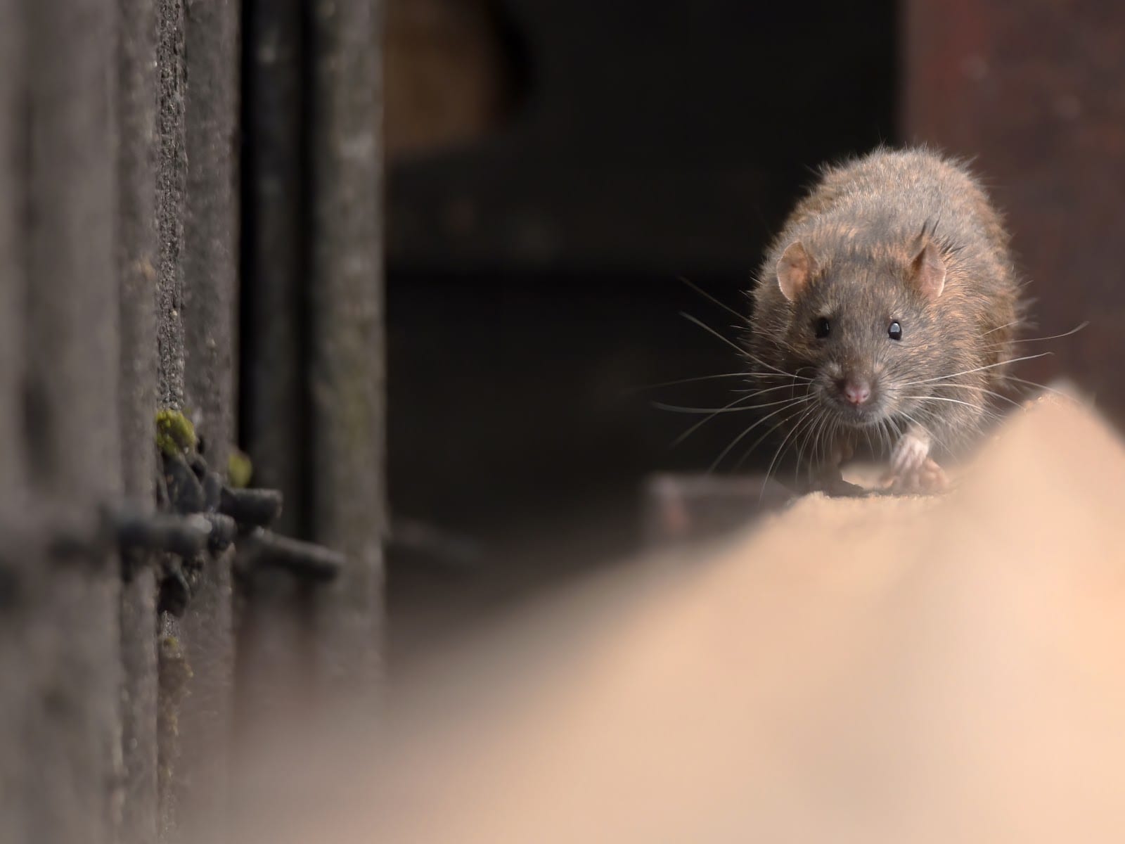Western Pest Services, photo 4