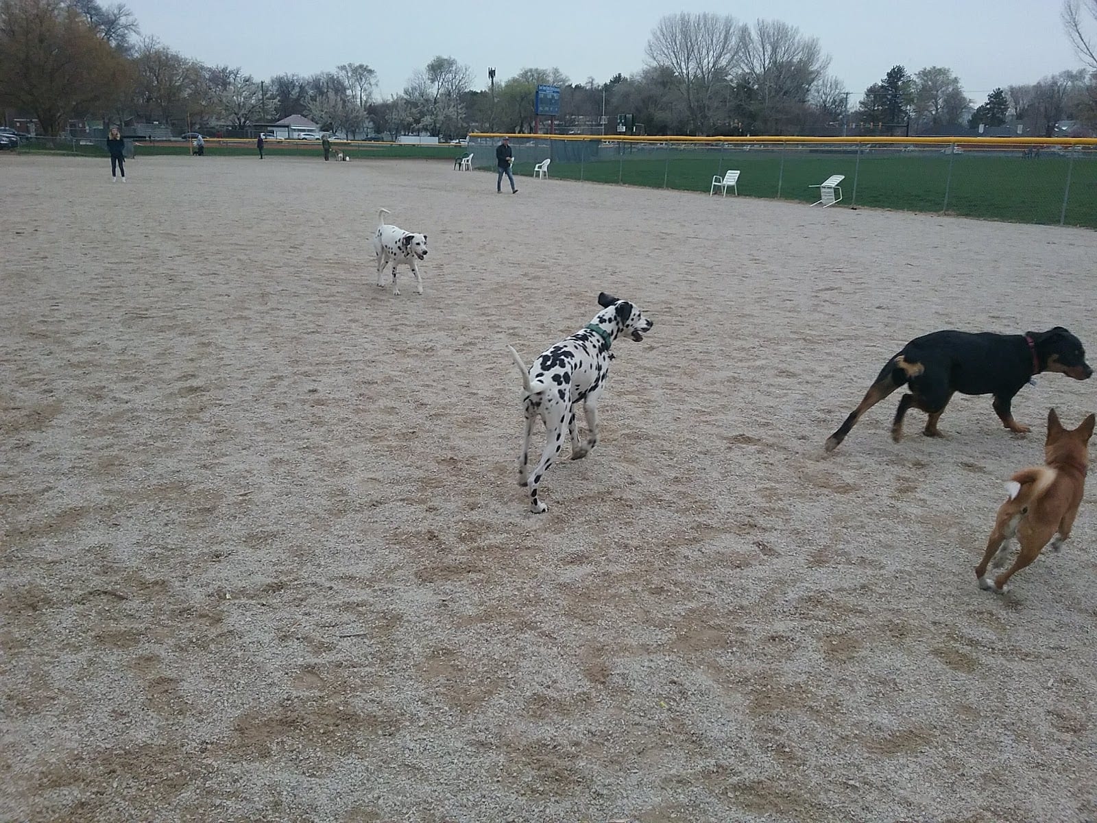 Herman Franks Dog Park, photo 3