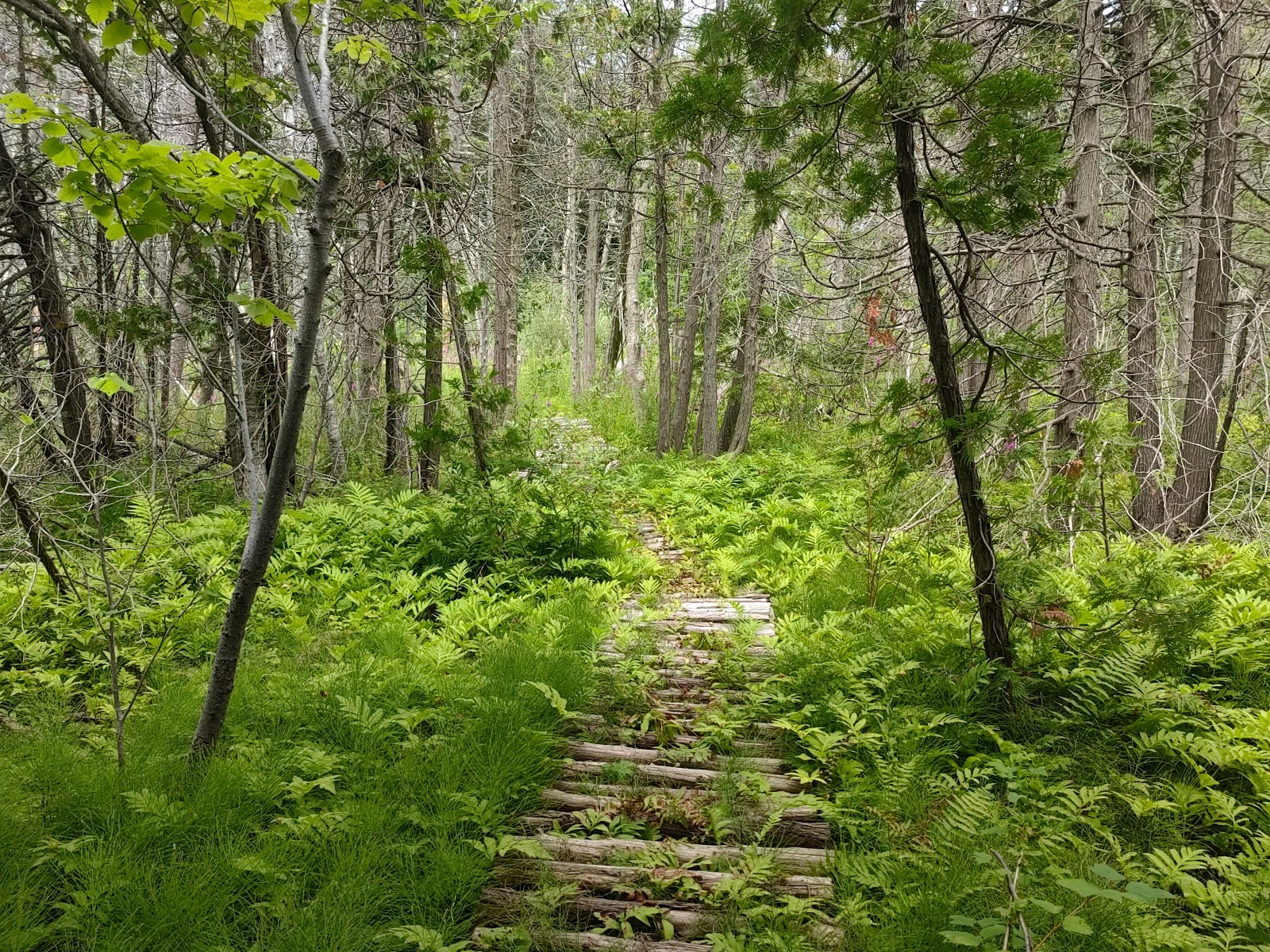 Mountain Biking Trail
