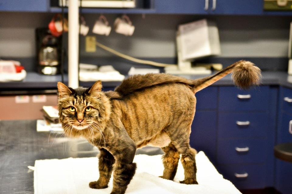 Catisfaction Cat Clinic