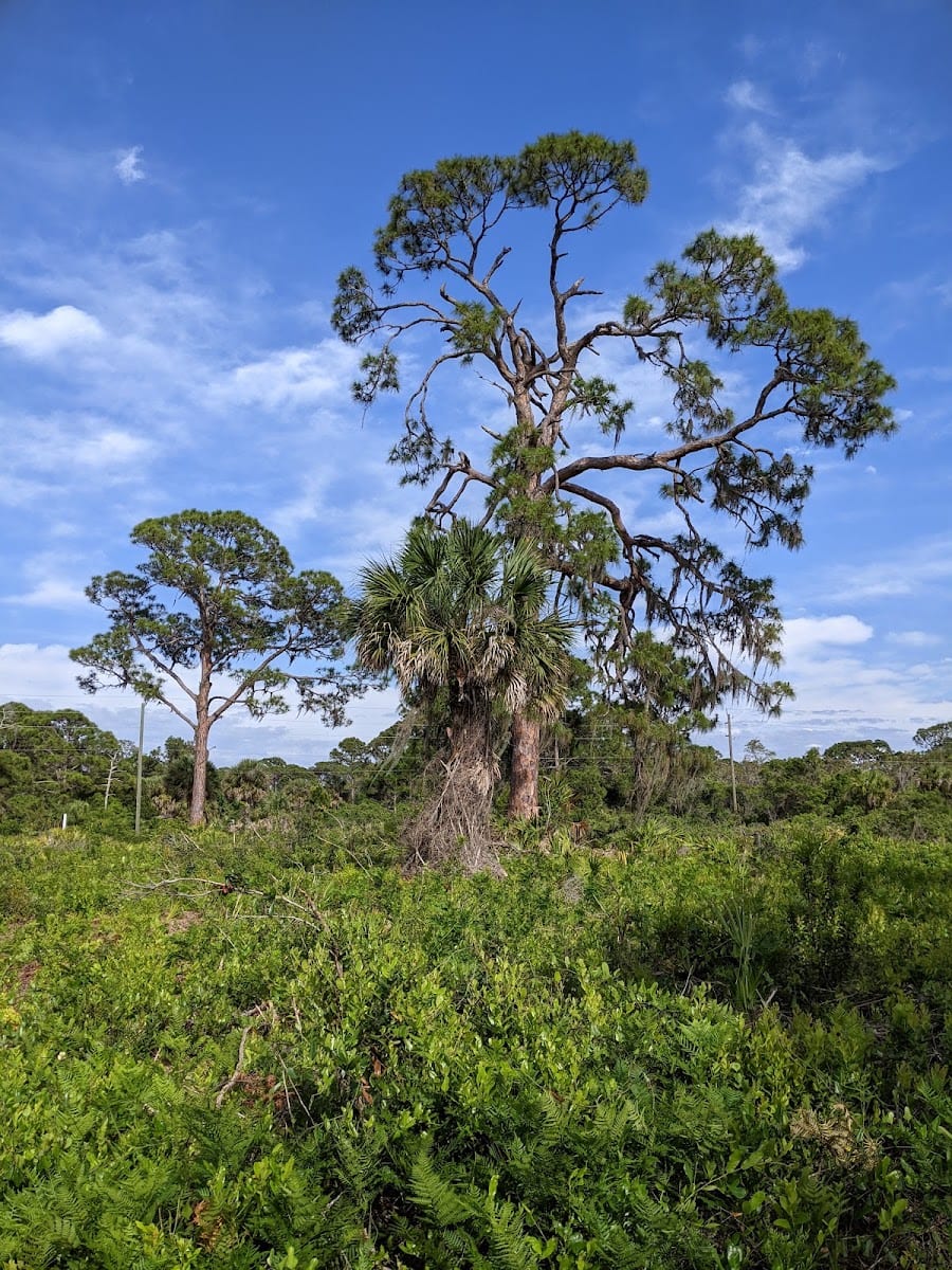 South Venice Lemon Bay Preserve, photo 3