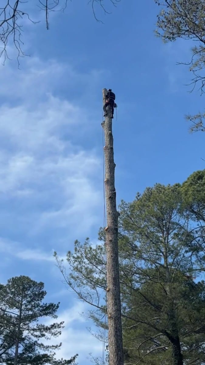 Huntsville Tree Service, photo 2