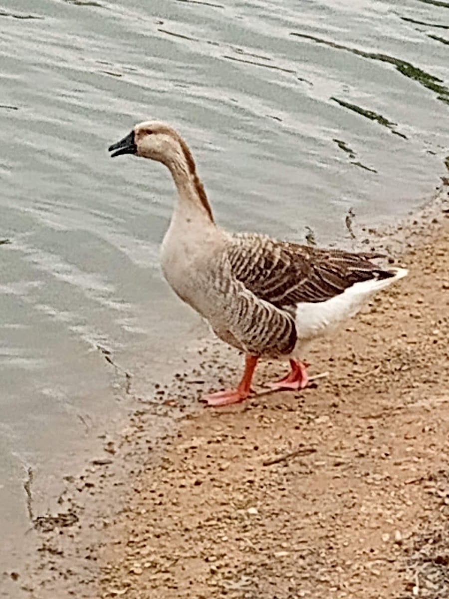 Casey Park, photo 3