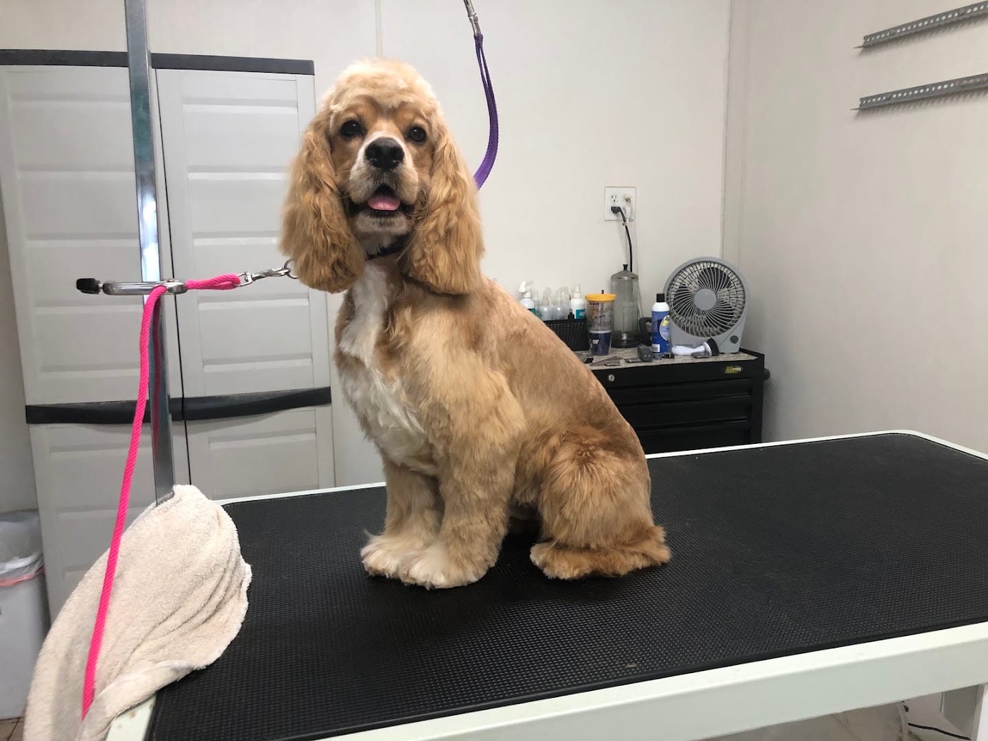 LONE WOLF GROOMING, LLC, photo 2