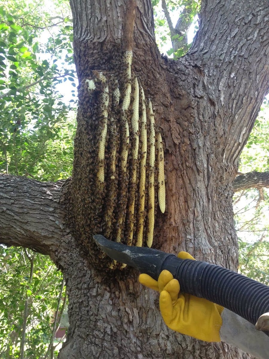 Oakley Honey Bee Removal