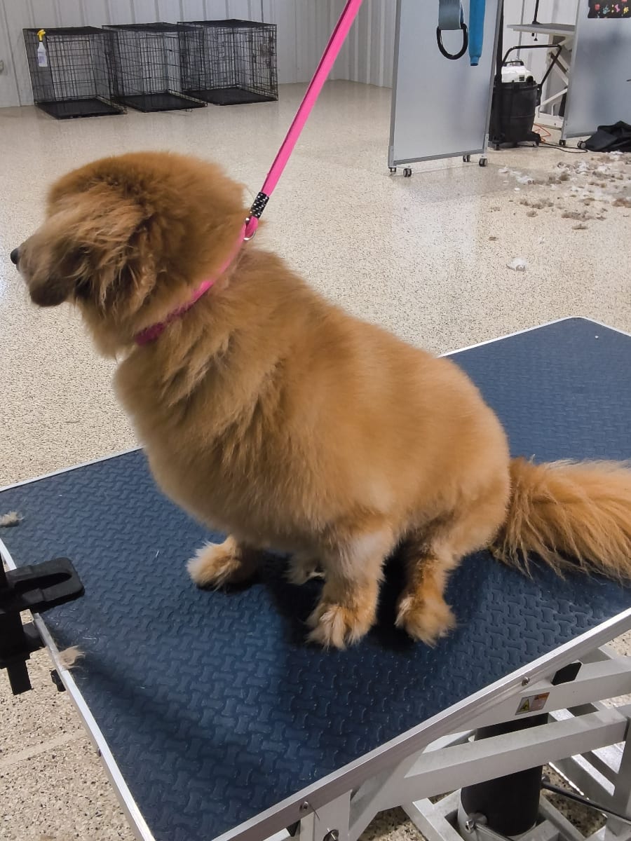 Best Friends Animal Hospital