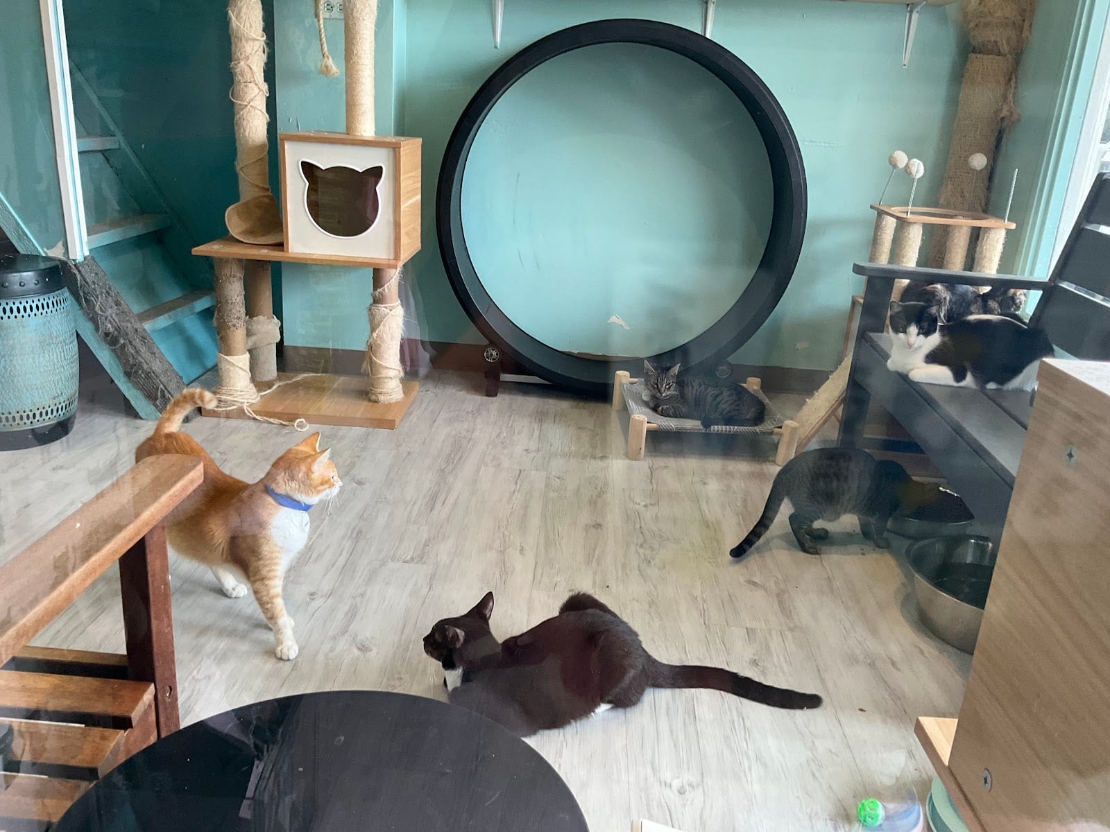 Toe Beans & Dreams Adoption Cafe, photo 3