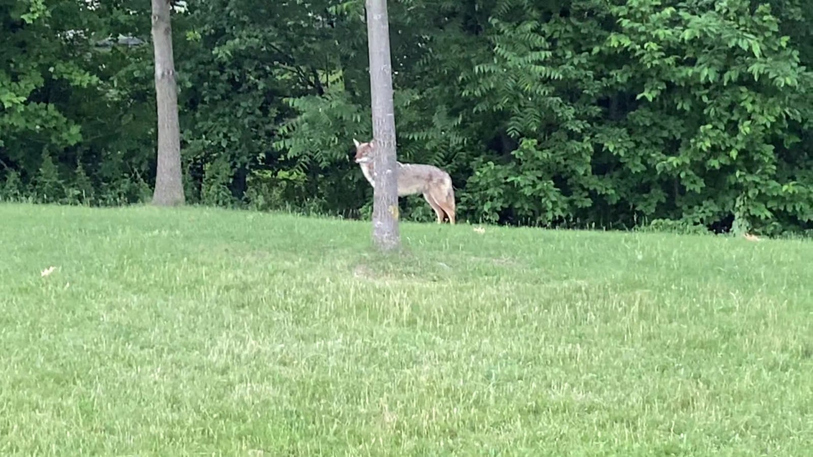 Bayview Village Park, photo 2