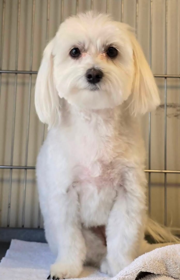 J D Grooming, photo 4