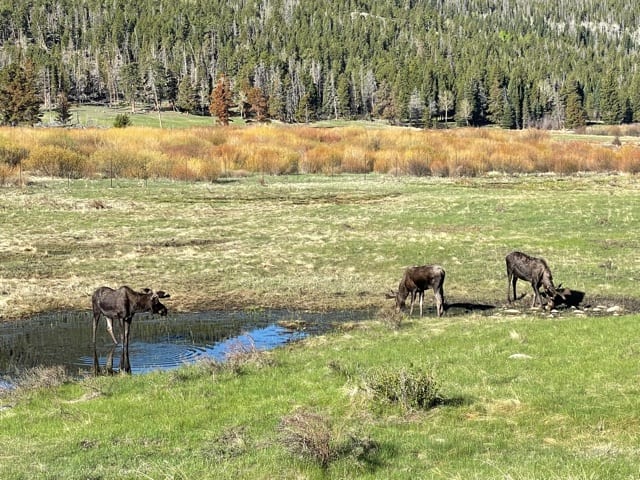 SkyRun Estes Park Colorado - Vacation Rentals