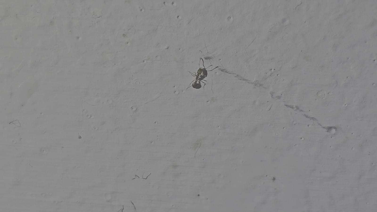 TAILORED PEST CONTROL, photo 4