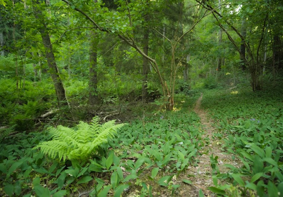 Woodland path illustrating a short nature walk