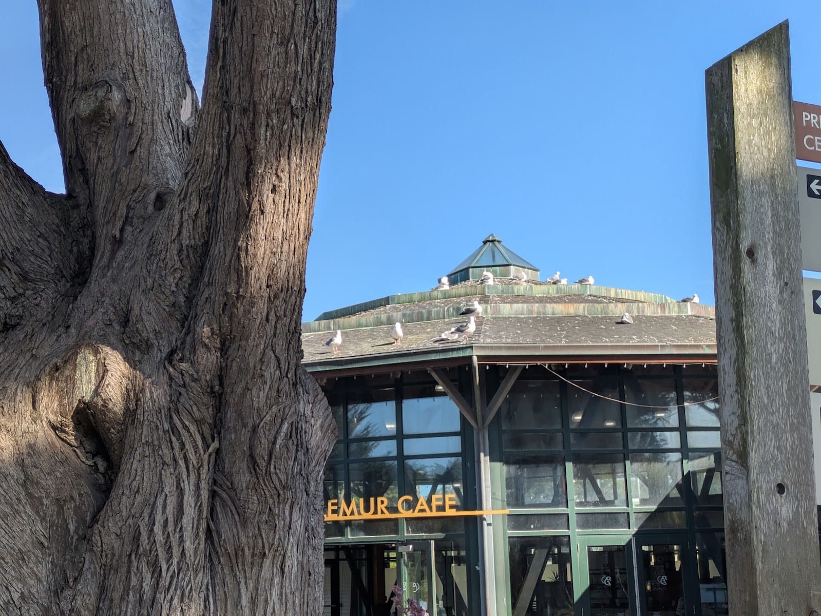 Leaping Lemur Cafe, photo 3