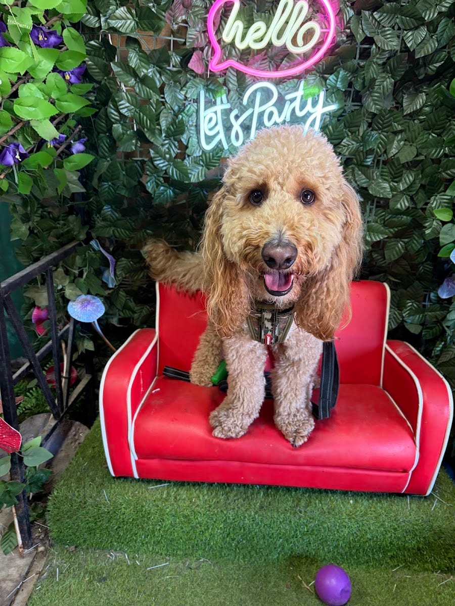 Miss Drew's Dog Cafe, photo 4