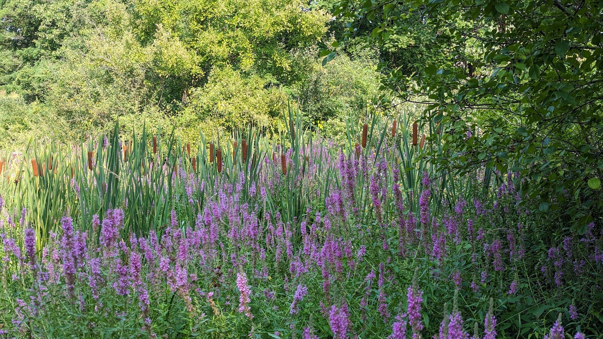 Brickyard Creek Trail, photo 3