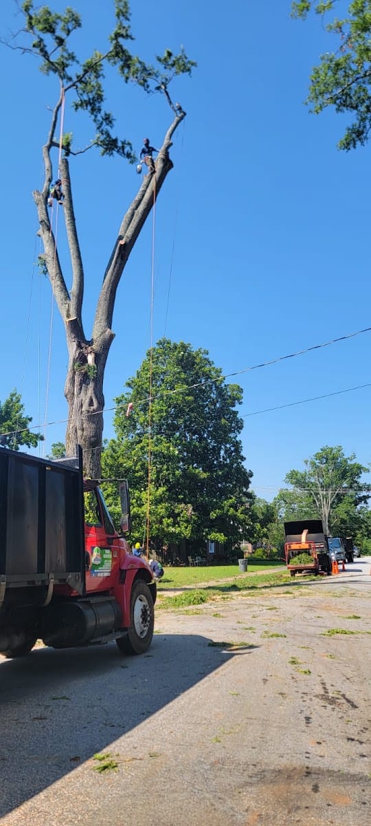 Contreras Tree Cut LLC, photo 4