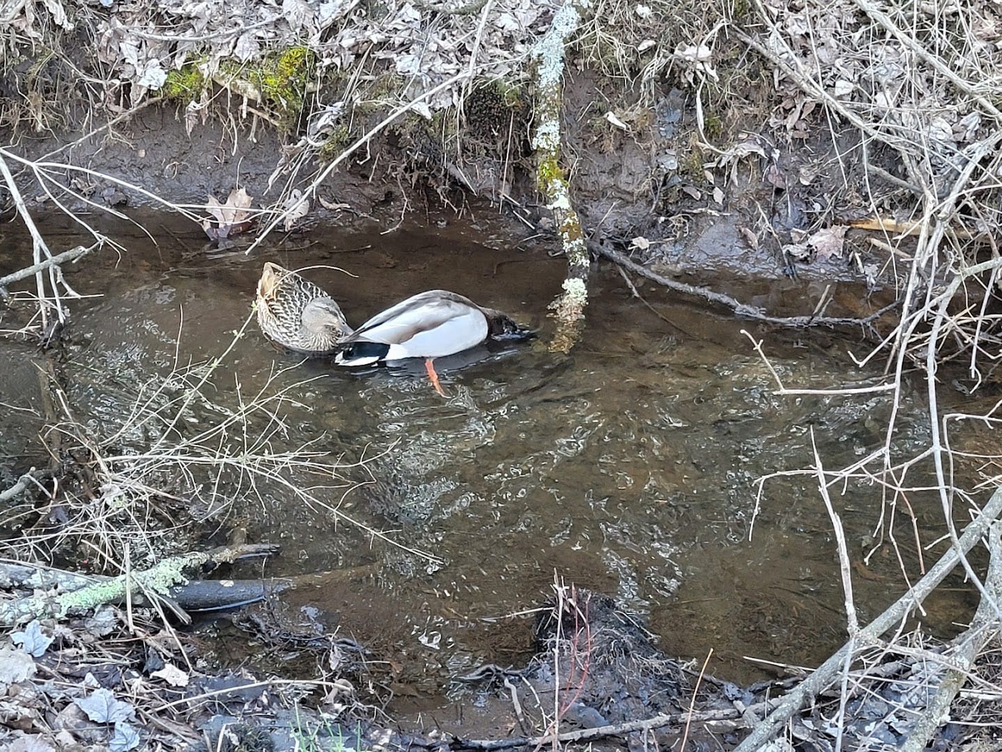Bog Meadow Brook Trail, photo 3