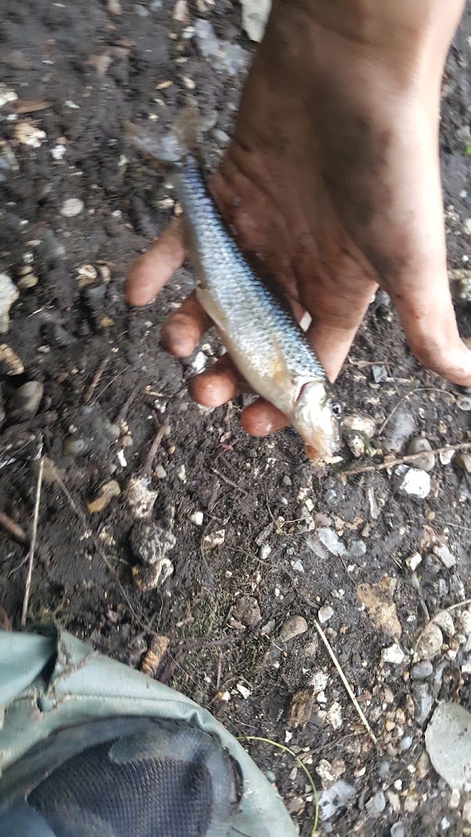 Digby Trout
