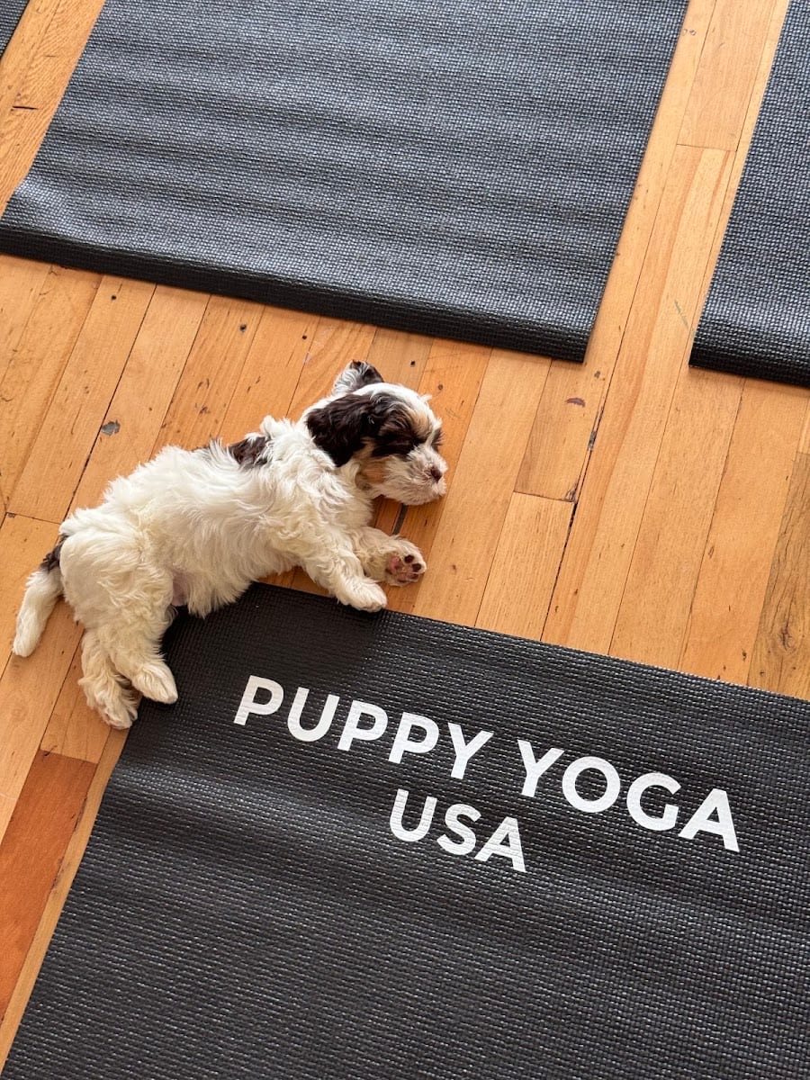 Puppy Yoga San Francisco - Financial District (Puppy Yoga USA), photo 3