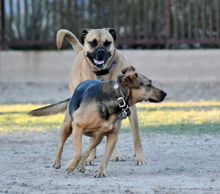 Jacobs Dog Park, photo 2