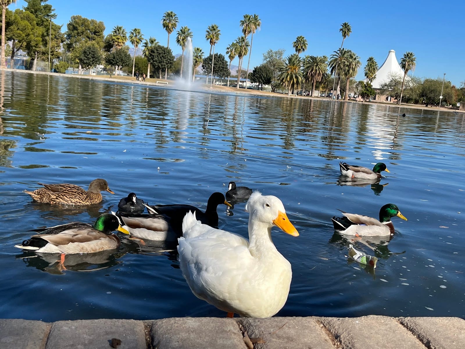 Randolph Park