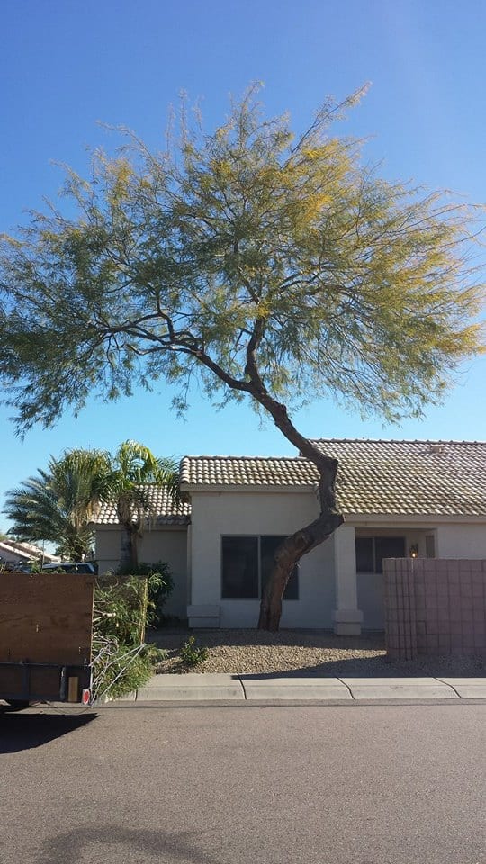 Ascending Tree Care, photo 4