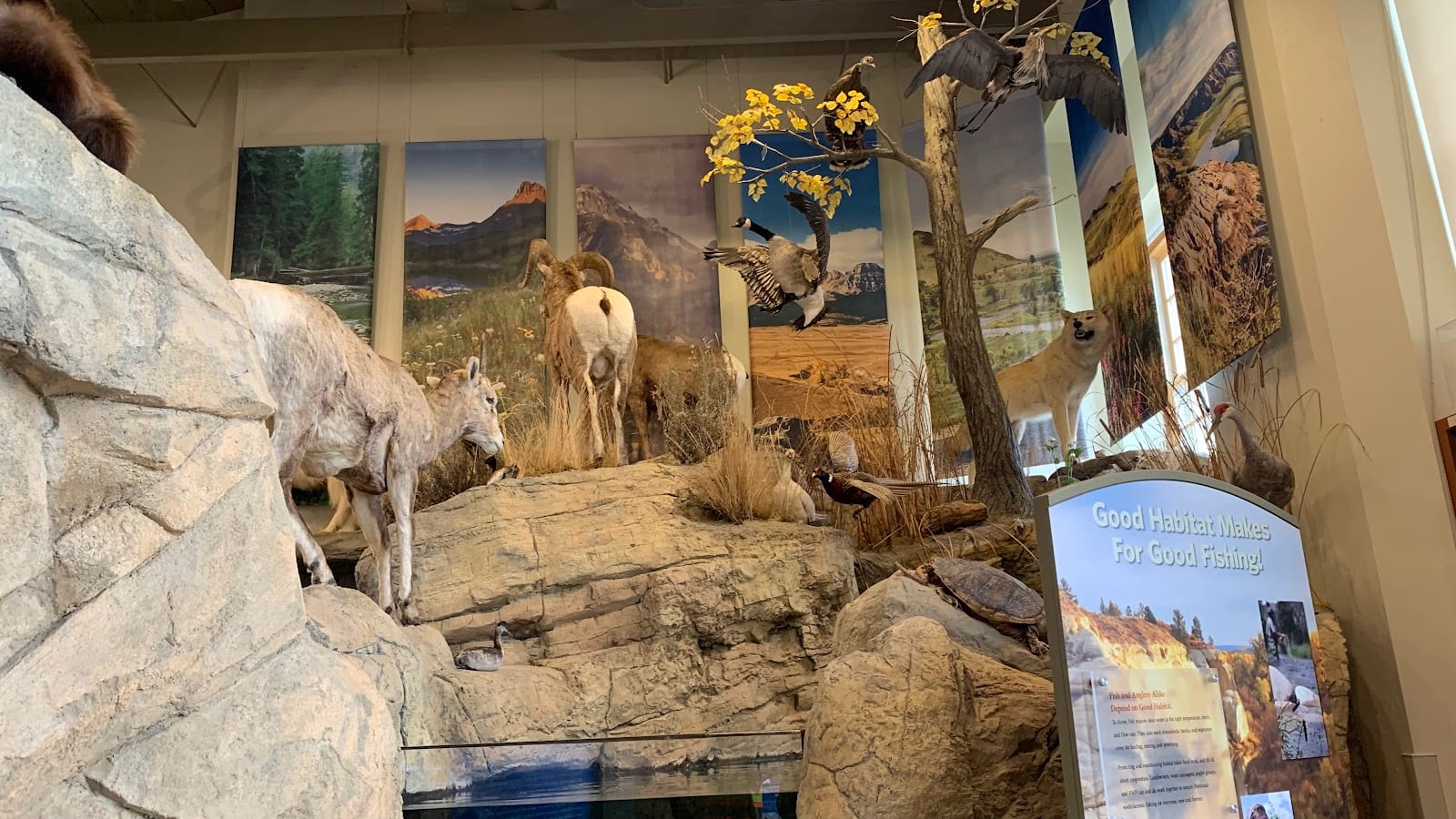 Montana Wild - FWP, photo 4