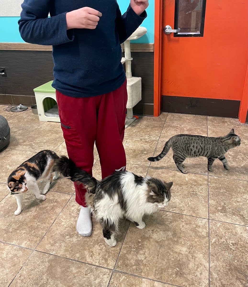 The Pawsitive Cat Cafe, photo 4
