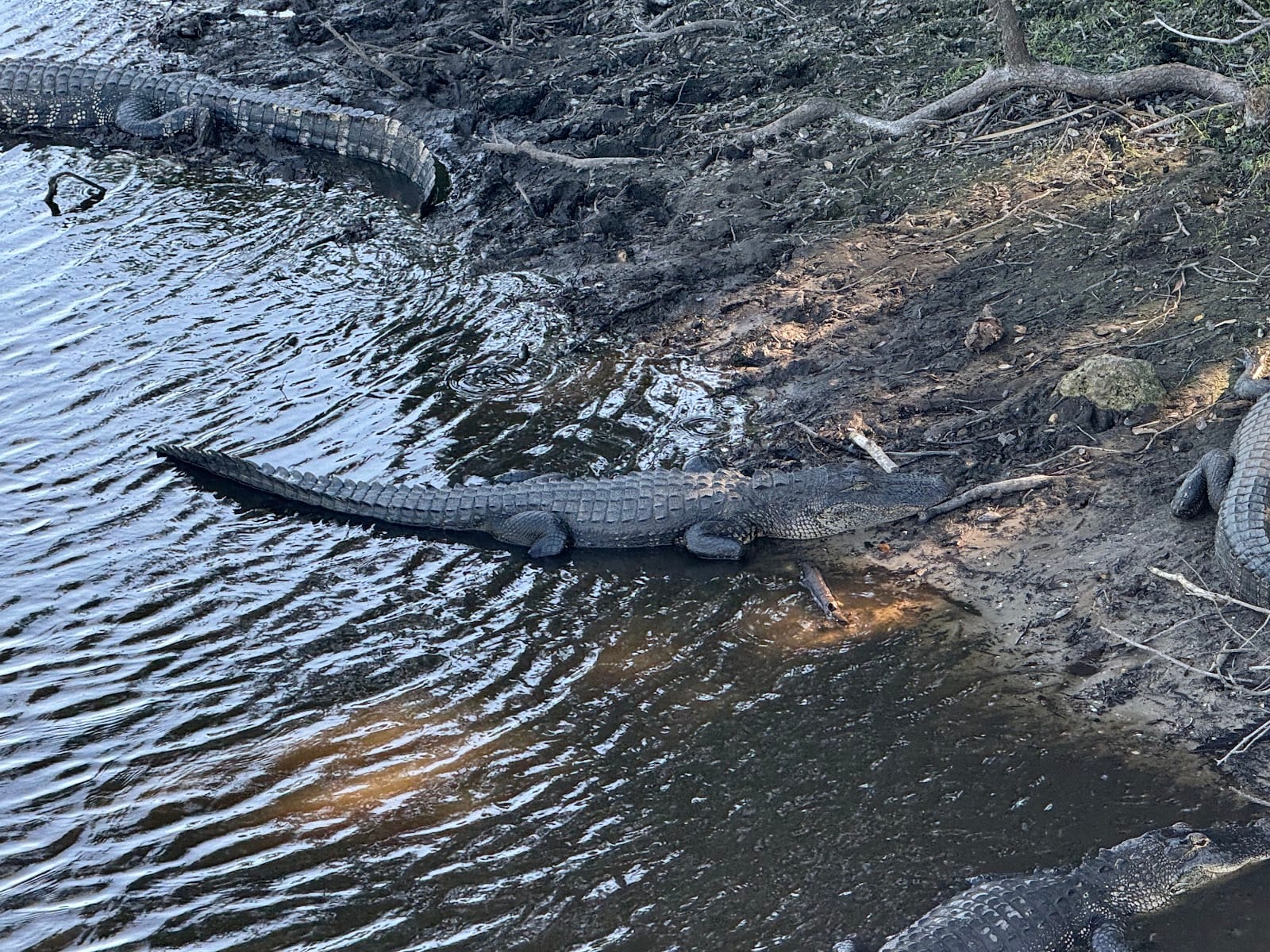 Kayak Launch- Myakka River State Park