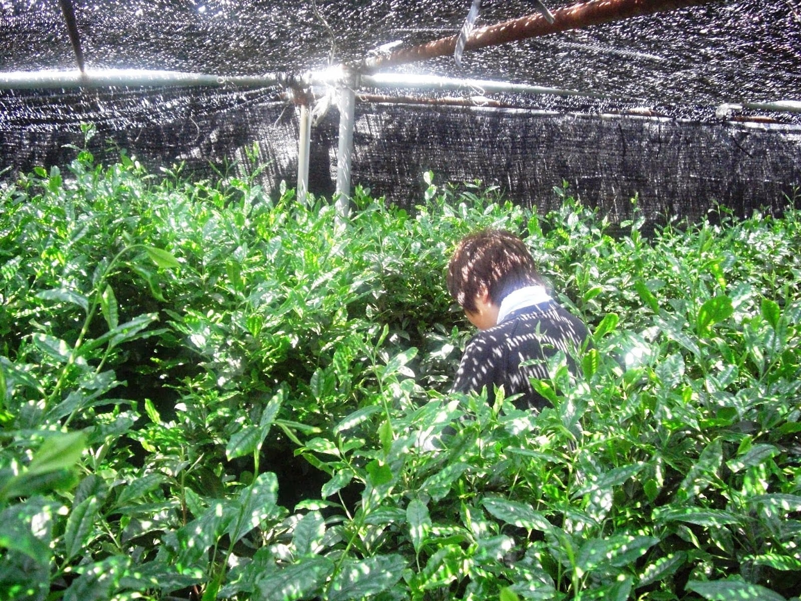 AOI Tea Company, photo 2