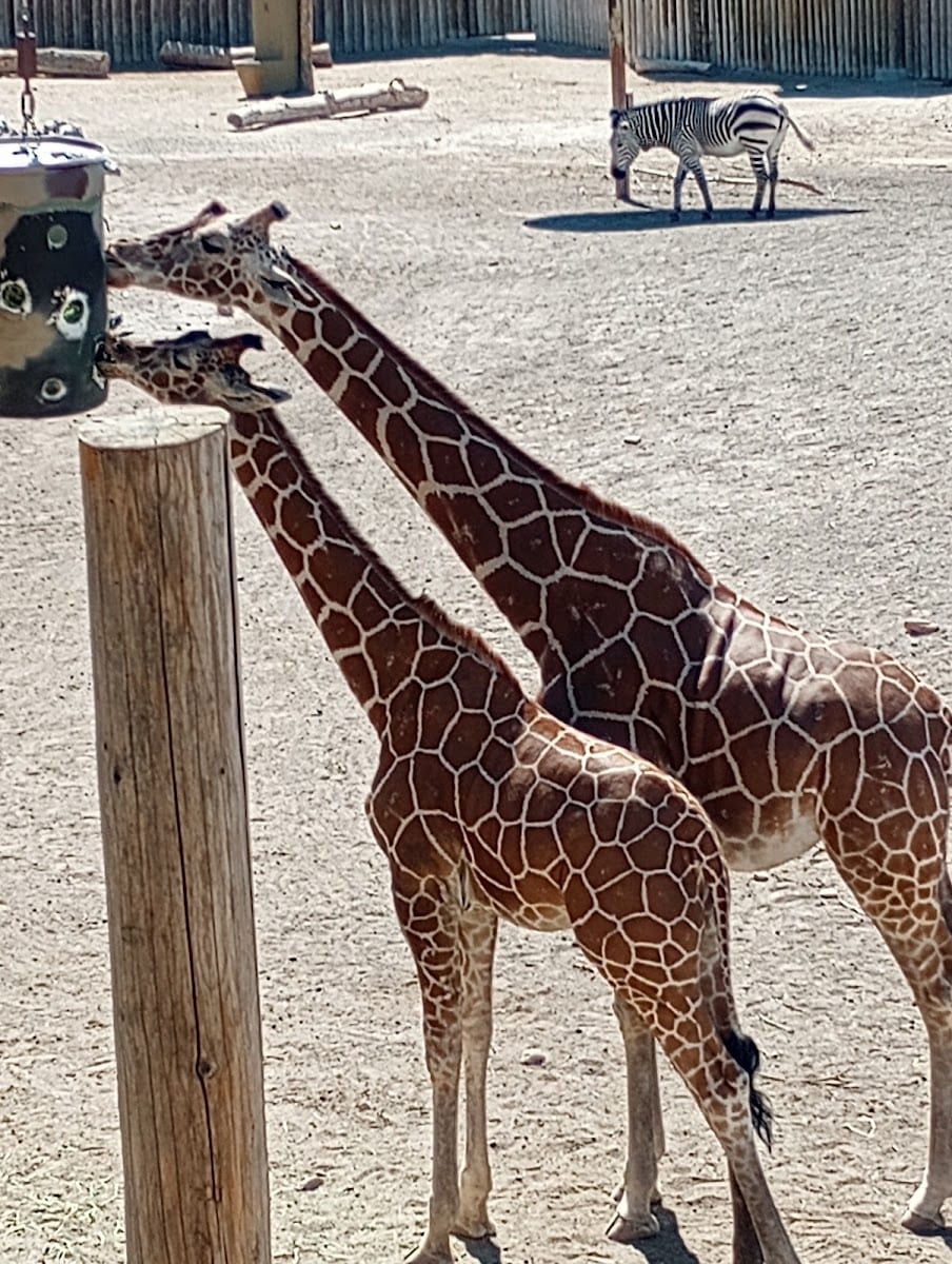 Utah's Hogle Zoo, photo 2