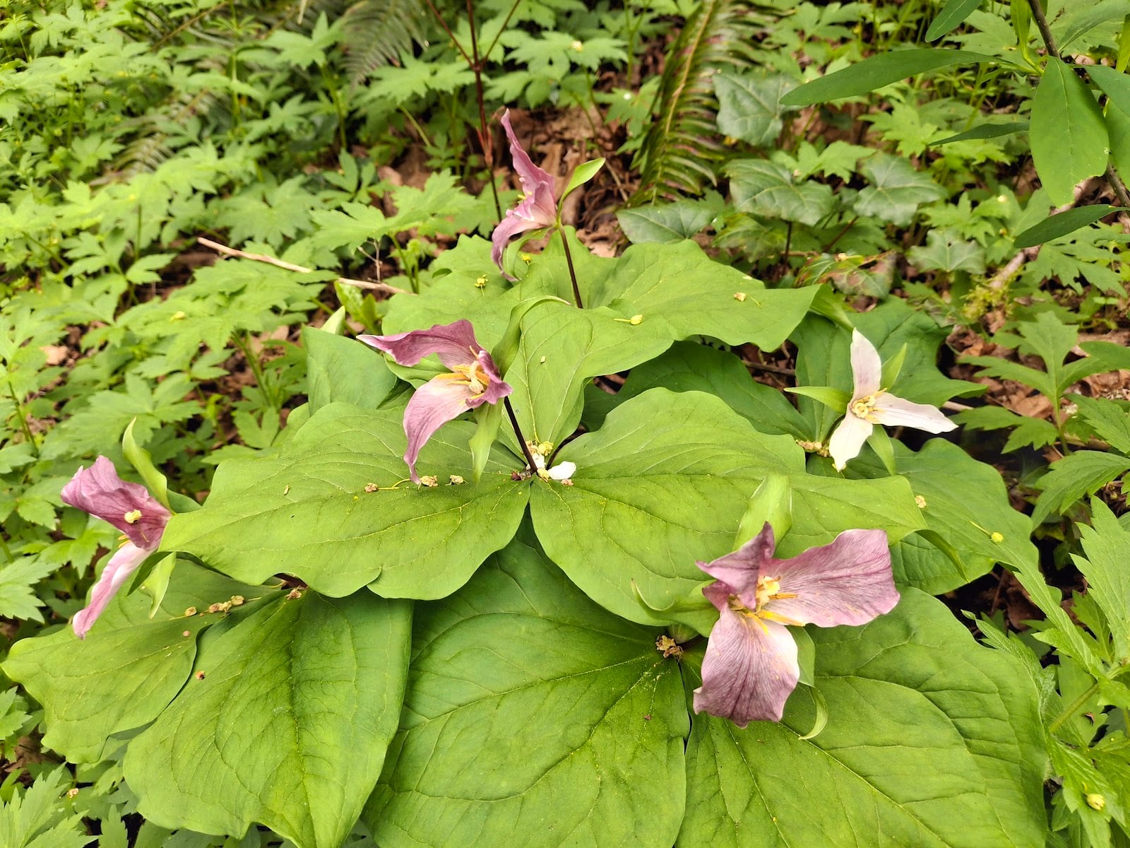 Trillium Park