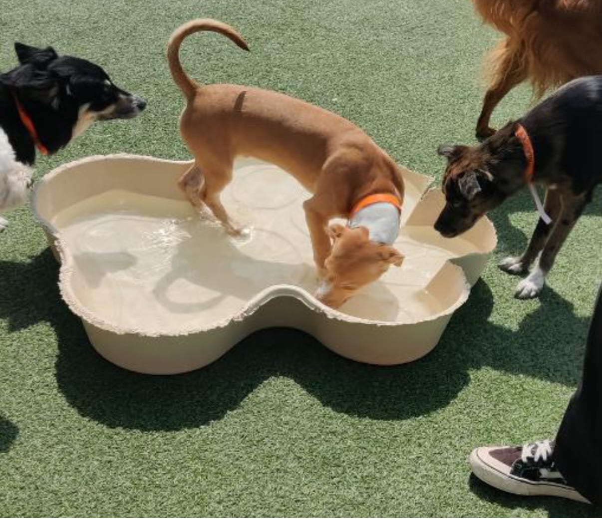 City Bark Centennial, photo 3