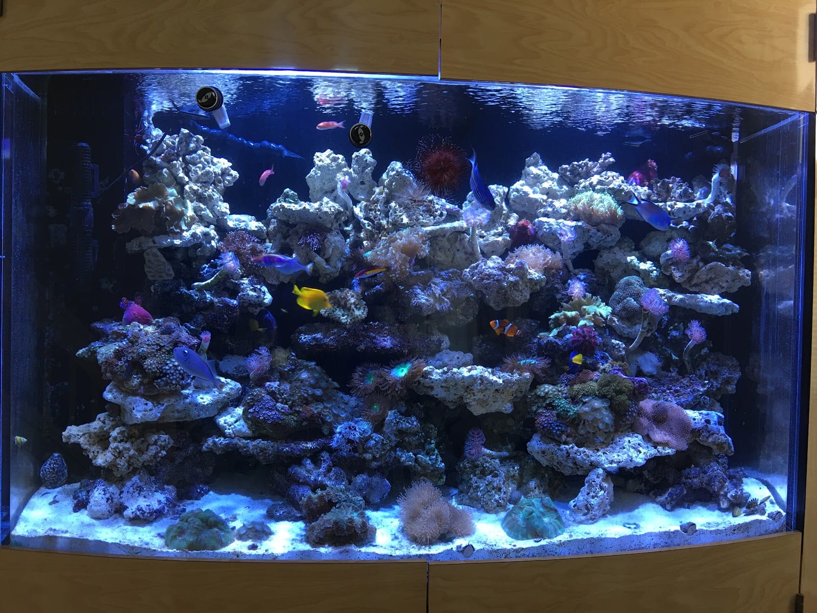 Pure Aqua, photo 3