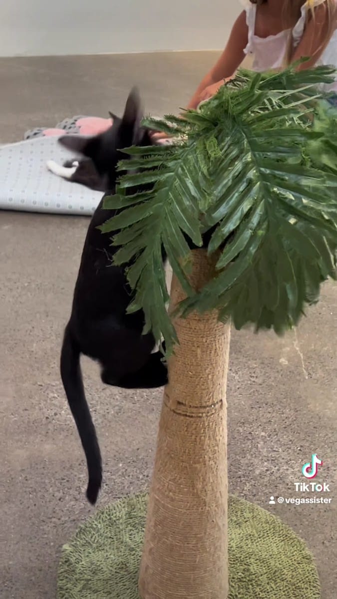 Hawaii Cat Cafe Waikiki Beach Walk, photo 3