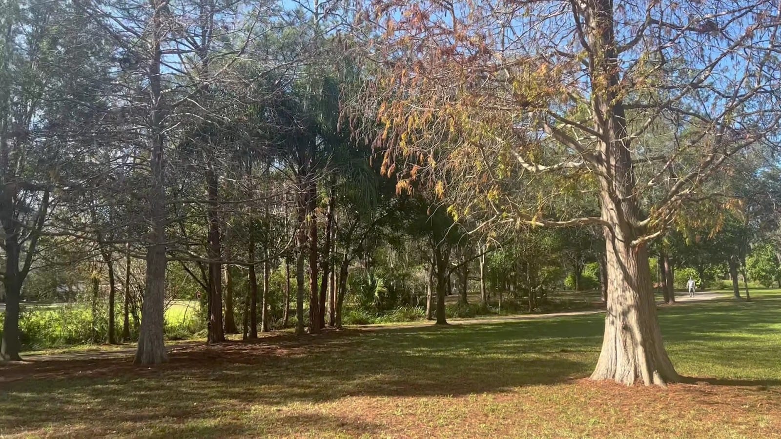 Lowry Park, photo 2