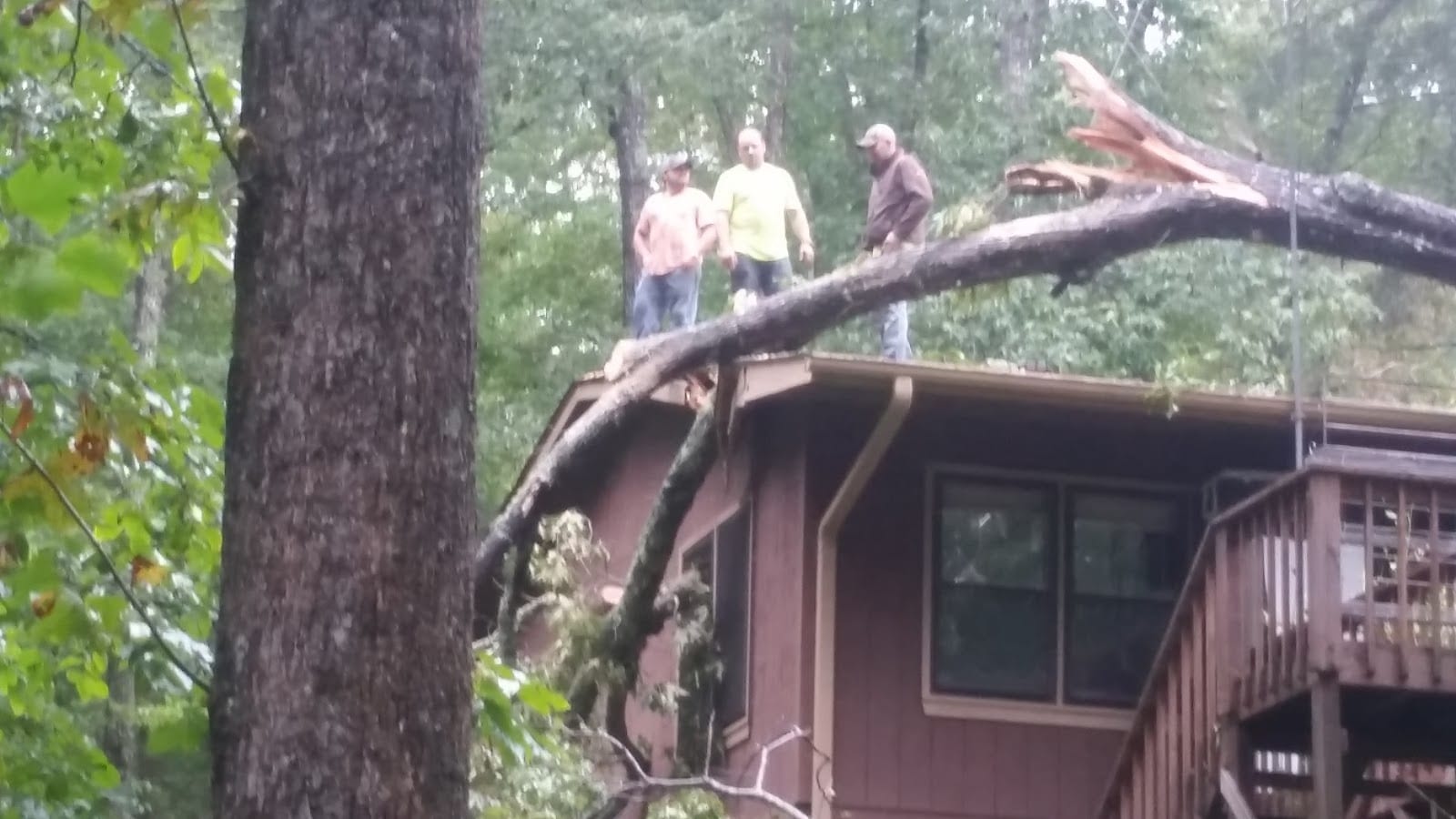 Adams Tree LLC