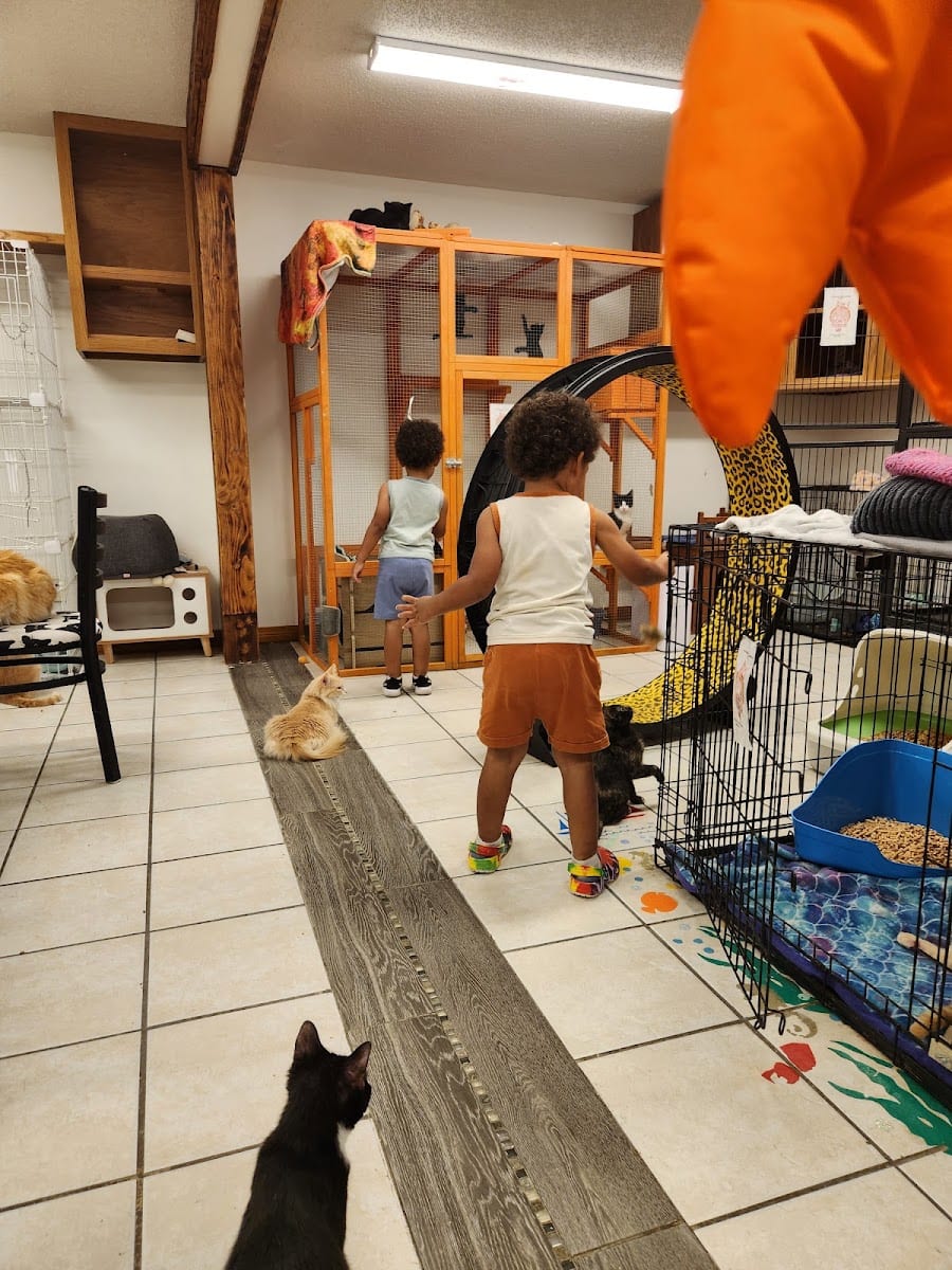 Salty Cat Cafe, photo 2