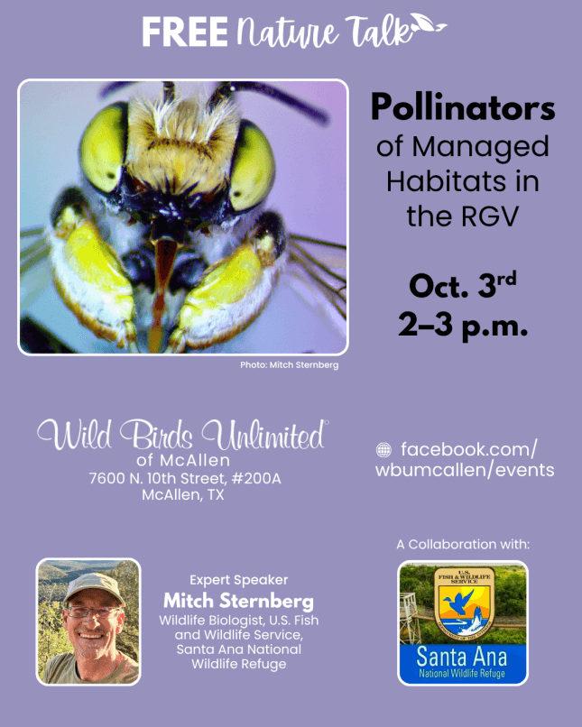 Learn About the Valley's Pollinators at a Free Talk in McAllen Saturday