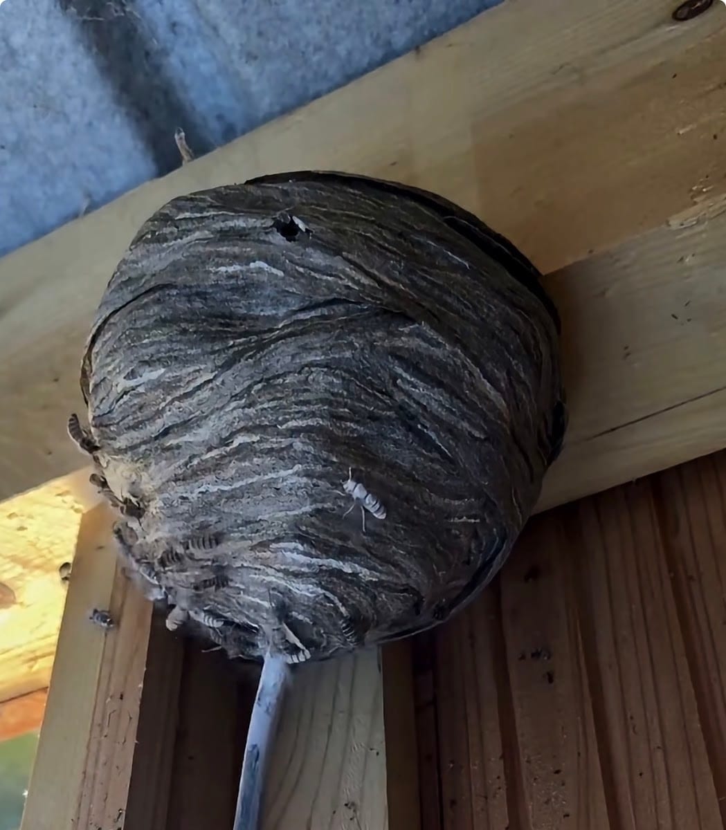 Swift Pest Control of Richmond Hill, photo 4